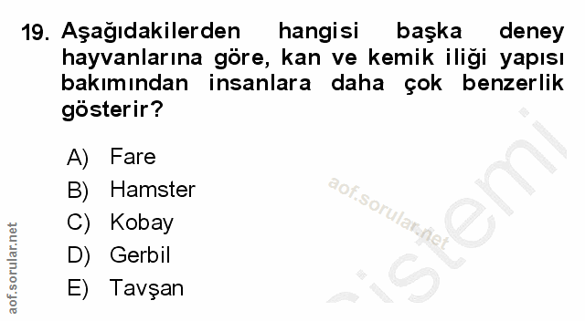 19. soru: Aşağıdakilerden hangisi başka deney hayvanlarına göre, kan ve kemik iliği yapısı bakımından insanlara daha çok benzer…
