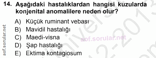 14. soru: Aşağıdaki hastalıklardan hangisi kuzularda konjenital anomalilere neden olur? A) Küçük ruminant vebası B) Mavidil has…