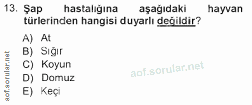 13. soru: Şap hastalığına aşağıdaki hayvan türlerinden hangisi duyarlı değildir? A) At B) Sığır lar.n C) Koyun oru D) Domuz aof…