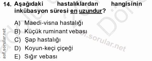 14. soru: Aşağıdaki hastalıklardan hangisinin inkübasyon süresi en uzundur? A) Maedi-visna hastalığı B) Küçük ruminant vebası C…