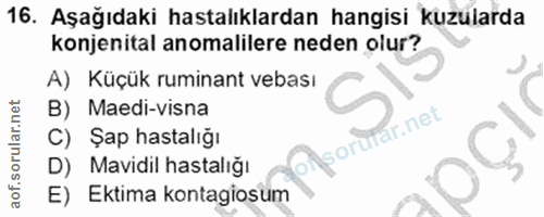 16. soru: Aşağıdaki hastalıklardan hangisi kuzularda konjenital anomalilere neden olur? A) Küçük ruminant vebası B) Maedi-visna…