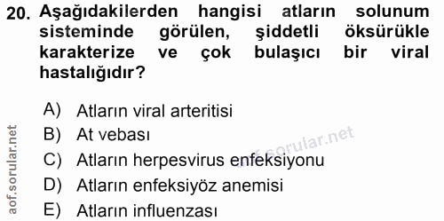 20. soru: Aşağıdakilerden hangisi atlarin solunum sisteminde görülen, şiddetli öksürükle karakterize ve çok bulaşıcı bir viral…