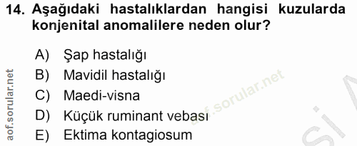 14. soru: Aşağıdaki hastalıklardan hangisi kuzularda konjenital anomalilere neden olur? A) Şap hastalığı B) Mavidil hastalığı l…