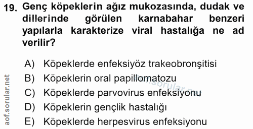 19. soru: Genç köpeklerin ağız mukozasında, dudak ve dillerinde görülen karnabahar benzeri yapılarla karakterize viral hastalığ…