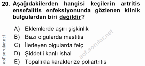20. soru: Aşağıdakilerden hangisi keçilerin artritis ensefalitis enfeksiyonunda gözlenen klinik bulgulardan biri değildir? A) E…