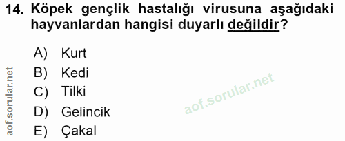 14. soru: Köpek gençlik hastalığı virusuna aşağıdaki hayvanlardan hangisi duyarlı değildir? A) Kurt B) Kedi C) Tilki D) Gelinci…