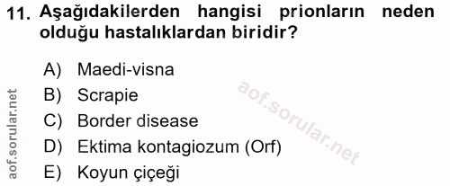 11. soru: Aşağıdakilerden hangisi prionların neden olduğu hastalıklardan biridir? A) Maedi-visna B) Scrapie C) Border disease a…