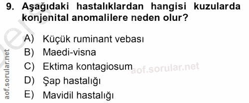 9. soru: Aşağıdaki hastalıklardan hangisi kuzularda konjenital anomalilere neden olur? A) Küçük ruminant vebası B) Maedi-visna…