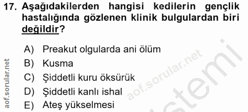 17. soru: Aşağıdakilerden hangisi kedilerin gençlik hastalığında gözlenen klinik bulgulardan biri değildir? A) Preakut olgulard…