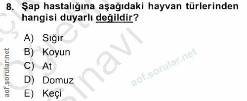 8. soru: Şap hastalığına aşağıdaki hayvan türlerinden hangisi duyarlı değildir? A) Sığır B) Koyun aof.sorularinet C) At D) Dom…