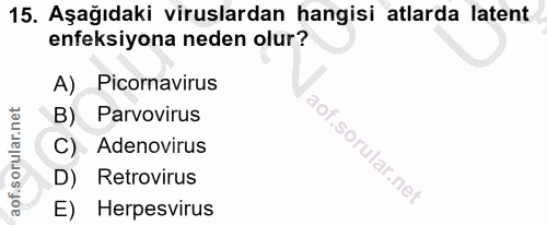 15. soru: Aşağıdaki viruslardan hangisi atlarda latent enfeksiyona neden olur? A) Picornavirus B) Parvovirus C) Adenovirus D) R…