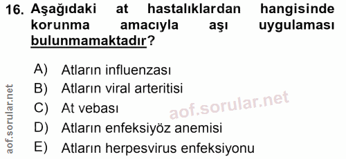 16. soru: Aşağıdaki at hastalıklardan hangisinde korunma amacıyla aşı uygulaması bulunmamaktadır? A) Atların influenzası B) Atl…