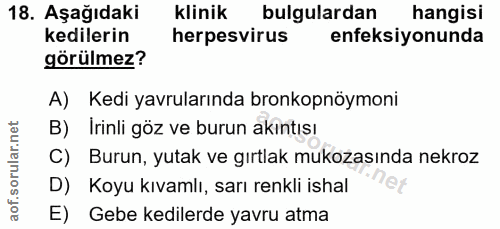 18. soru: Aşağıdaki Klinik bulgulardan hangisi kedilerin herpesvirus enfeksiyonunda görülmez? A) Kedi yavrularında bronkopnöymo…