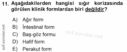 11. soru: Aşağıdakilerden hangisi sığır korizasında görülen klinik formlardan biri değildir? A) Ağır form B) Intestinal form C)…