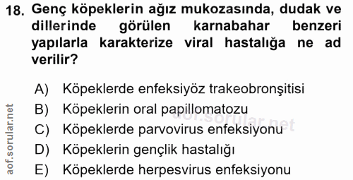 18. soru: Genç köpeklerin ağız mukozasında, dudak ve dillerinde görülen karnabahar benzeri yapılarla karakterize viral hastalığ…