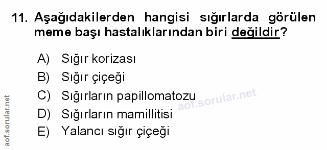 11. soru: Aşağıdakilerden hangisi sığırlarda görülen meme başı hastalıklarından biri değildir? A) Sığır korizası B) Sığır çiçeğ…