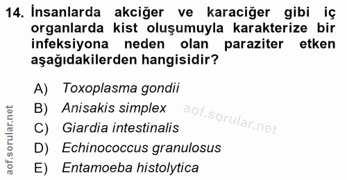 14. soru: İnsanlarda akciğer ve karaciğer gibi iç organlarda kist oluşumuyla karakterize bir ineksiyona neden olan paraziter et…