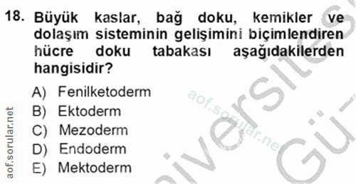 18. soru: Büyük kaslar, bağ doku, kemikler ve dolaşım sisteminin gelişimini biçimlendiren hücre dokul tabakası aşağıdakilerden…