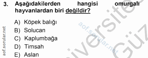 3. soru: Aşağıdakilerden hangisi omurgali hayvanlardan biri değildir? A) Köpek balığı B) Solucan S C) Kaplumbağa D) Timsah E)…