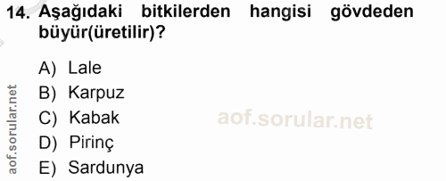 14. soru: Aşağıdaki bitkilerden hangisi gövdeden büyür(üretilir)? A) Lale B) Karpuz C) Kabak D) Pirinç E) Sardunya