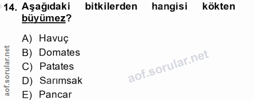 14. soru: Aşağıdaki bitkilerden hangisi kökten büyümez? A) Havuç B) Domates C) Patates D) Sarımsak E) Pancar