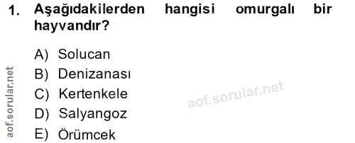 1. soru: Aşağıdakilerden hangisi omurgali bir hayvandır? A) Solucan B) Denizanası C) Kertenkele D) Salyangoz E) Örümcek