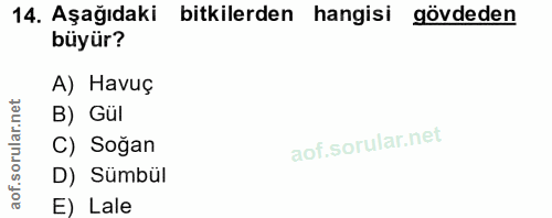 14. soru: Aşağıdaki bitkilerden hangisi gövdeden büyür? A) Havuç orular.net B) Gul C) Soğan of. D) Sümbül E) Lale