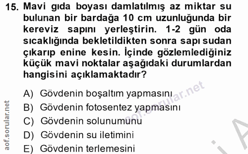 15. soru: Mavi gıda boyası damlatılmış az miktar su bulunan bir bardağa 10 cm uzunluğunda bir kereviz sapını yerleştirin. 1-2 g…