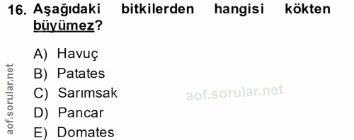16. soru: Aşağıdaki bitkilerden hangisi kökten büyümez? A) Havuç B) Patates ar. C) Sarımsak orul of. D) Pancar E) Domates