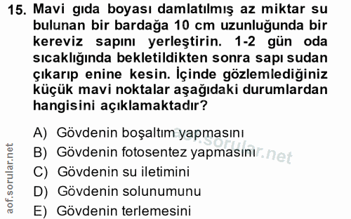 15. soru: Mavi gıda boyası damlatılmış az miktar su bulunan bir bardağa 10 cm uzunluğunda bir kereviz sapını yerleştirin. 1-2 g…