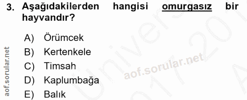 3. soru: Aşağıdakilerden hangisi omurgasız bir hayvandır? A) Örümcek B) Kertenkele Timsah D) Kaplumbağa E) Balık