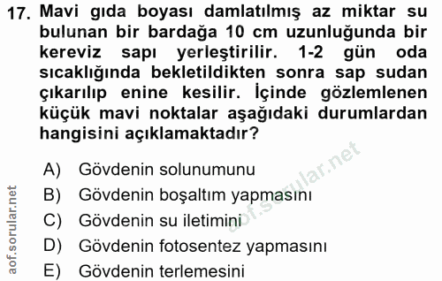 17. soru: Mavi gıda boyası damlatılmış az miktar su bulunan bir bardağa 10 cm uzunluğunda bir kereviz sapı yerleştirilir. 1-2 g…