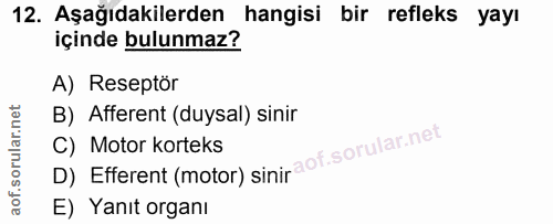 12. soru: Aşağıdakilerden hangisi bir refleks yayı içinde bulunmaz? A) Reseptör B) Afferent (duysal) sinir D) Efferent (motor)…