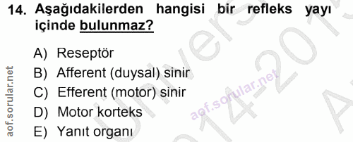 14. soru: Aşağıdakilerden hangisi bir refleks yayı içinde bulunmaz? A) Reseptör B) Afferent (duysal) sinir C) Efferent (motor)…