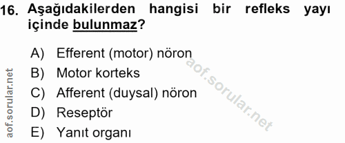 16. soru: Aşağıdakilerden hangisi bir refleks yayı içinde bulunmaz? A) Efferent (motor) nöron B) Motor korteks C) Afferent (duy…