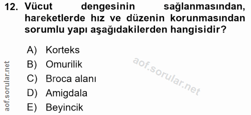 12. soru: Vücut dengesinin sağlanmasından, hareketlerde hız ve düzenin korunmasından sorumlu yapı aşağıdakilerden hangisidir? A…
