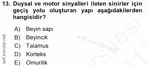 13. soru: Duysal ve motor sinyalleri ileten sinirler için geçiş yolu oluşturan yapı aşağıdakilerden hangisidir? A) Beyin sapı B…