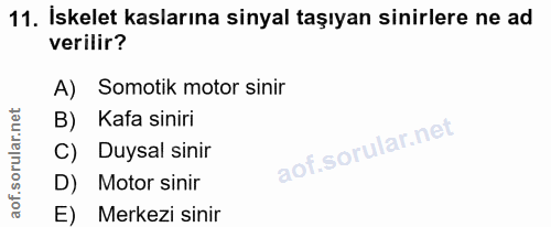 11. soru: İskelet kaslarına sinyal taşıyan sinirlere ne ad verilir? A) Somotik motor sinir B) Kafa siniri C) Duysal sinir D) Mo…