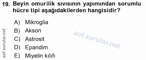 19. soru: Beyin omurilik sıvısının yapımından sorumlu hücre tipi aşağıdakilerden hangisidir? A) Mikroglia B) Akson C) Astrosit…