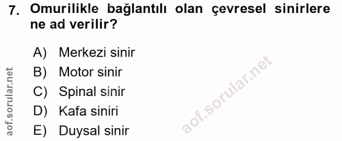 7. soru: Omurilikle bağlantılı olan çevresel sinirlere ne ad verilir? A) Merkezi sinir B) Motor sinir C) Spinal sinir D) Kafa…