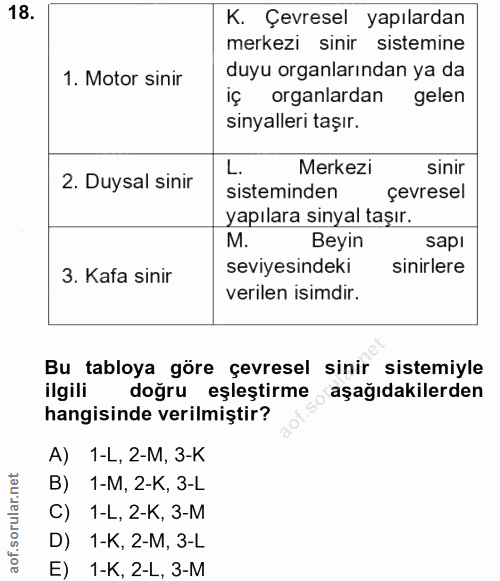 18. soru: K. Çevresel yapılardan merkezi sinir sistemine 1. Motor sinir duyu organlarından ya da iç organlardan gelen sinyaller…