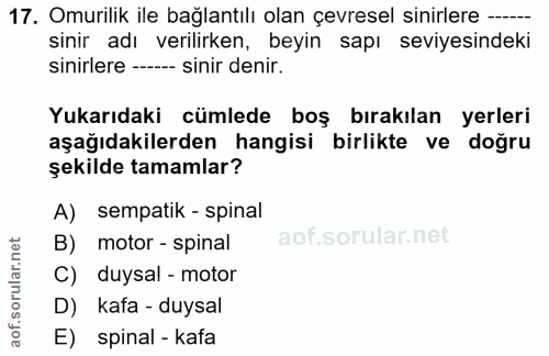 17. soru: Omurilik ile bağlantılı olan çevresel sinirlere -- sınir adı verilirken, beyin sapı seviyesindeki sinirlere -- sinir…