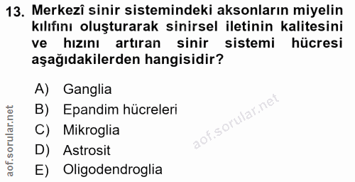 13. soru: Merkezi sinir sistemindeki aksonların miyelin kılıfını oluşturarak sinirsel iletinin kalitesini ve hizını artıran sin…