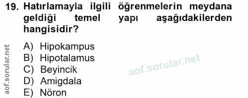 19. soru: Hatırlamayla ilgili öğrenmelerin meydana geldiği temel yapı aşağıdakilerden hangisidir? A) Hipokampus B) Hipotalamus…