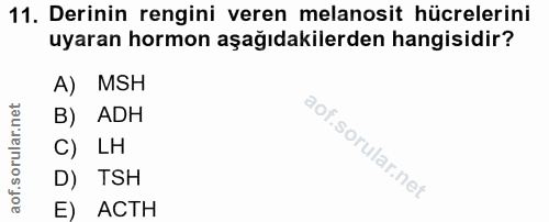 11. soru: Derinin rengini veren melanosit hücrelerini uyaran hormon aşağıdakilerden hangisidir? A) MSH B) ADH C) LH D) TSH E) ACTH