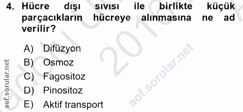 4. soru: Hücre dışı SIVISI ile birlikte küçük parçacıların hücreye alinmasına ne ad verilir? A) Difüzyon B) Osmoz Fagositoz D)…