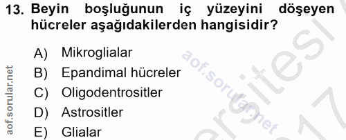 13. soru: Beyin boşluğunun iç yüzeyini döşeyen hücreler aşağıdakilerden hangisidir? A) Mikroglialar ites B) Epandimal hücreler…