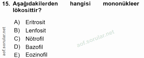 15. soru: Aşağıdakilerden hangisi mononükleer lökosittir? A) Eritrosit B) Lenfosit C) Nötrofil D) Bazofil E) Eozinofil