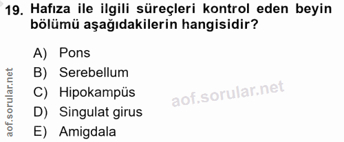 19. soru: Hafıza ile ilgili süreçleri kontrol eden beyin bölümü aşağıdakilerin hangisidir? A) Pons B) Serebellum C) Hipokampüs…