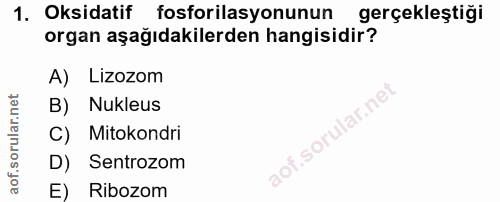 1. soru: Oksidatif fosforilasyonunun gerçekleştiği organ aşağıdakilerden hangisidir? A) Lizozom B) Nukleus C) Mitokondri D) Se…